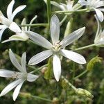 Ornithogalum narbonense Flower