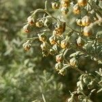 Artemisia pontica Λουλούδι