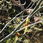 Foeniculum vulgare Bark