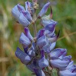 Lupinus formosus Flower