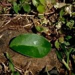 Trichostigma octandrum Hoja