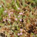 Centaurium tenuiflorum Цветок