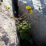 Sonchus tenerrimusموطن