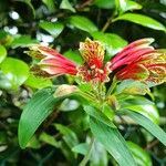 Alstroemeria psittacina Кветка