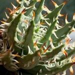 Aloe erinacea Feuille