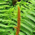 Osmundastrum cinnamomeum Blüte