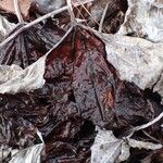 Petasites paradoxus Συνήθη χαρακτηριστικά