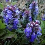 Ajuga reptansBlodyn