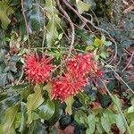 Stenocarpus sinuatus Virág