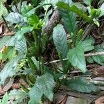 Justicia refractifolia Hábito