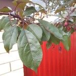 Malus baccataList