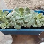 Aeonium castello-paivae Квітка