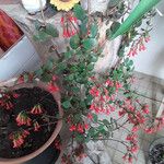 Kalanchoe manginii Цвят