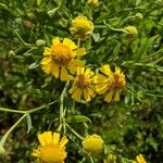 Helenium amarum Kvet