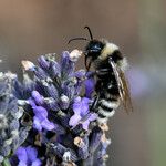 Lavandula latifolia 果實