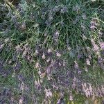 Lavandula angustifolia Flower