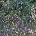 Lavandula angustifoliaFlower