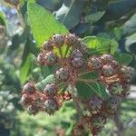 Angophora hispida Квітка