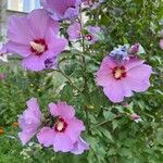 Hibiscus syriacusЦвят