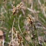 Carex praecox Λουλούδι