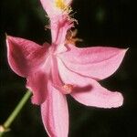 Calopogon tuberosus Blomma