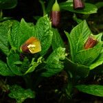 Scopolia carniolica Kvet