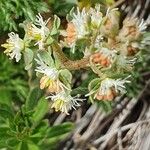 Sesamoides pygmaea Flower