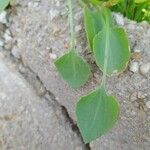 Rumex vesicarius Blatt