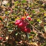 Berberis aetnensis Fruit