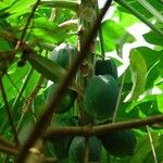 Carica papaya Плод