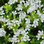 Thymus alpestris Λουλούδι