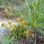 Sedum alpestre Blomma