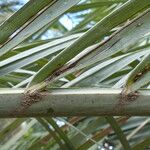 Butia capitata Leaf