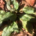 Solidago arguta Leaf