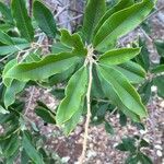 Ozoroa paniculosa Leaf