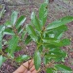 Garcinia gardneriana Leaf