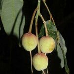 Mabea occidentalis Fruit