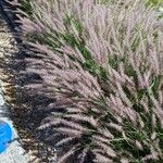 Pennisetum pedicellatum Flower