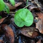 Dichondra carolinensis Feuille