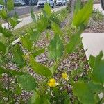 Goodenia ovata Blomst