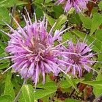 Monarda fistulosa 花