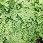 Adiantum capillus-veneris Hábito