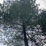Pinus taeda Pokrój