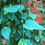 Abutilon megapotamicum Συνήθη χαρακτηριστικά