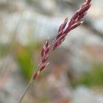 Poa cenisia Fruchs