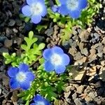 Nemophila menziesii পাতা