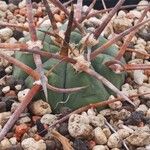 Gymnocalycium spegazzinii Natur