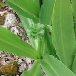 Eucomis pallidiflora Leaf