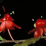 Ochna atropurpurea Fruit