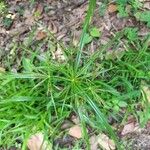 Cyperus distans Лист